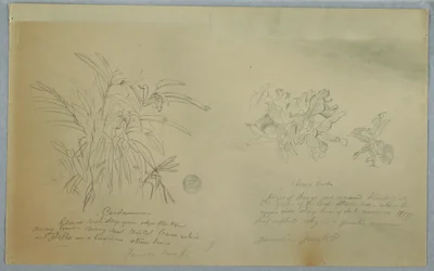 Teckning, studier av arrowroot och cardamum, Jamaica, juni 1865
