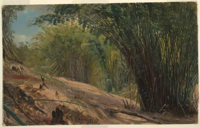 Teckning, Bambulund, Jamaica, 1865