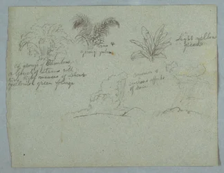 Teckning, Bambu, vinranka och en ung palm, växt, samt två scener med regn som faller från moln över bergskammar, Rio Magdalena, Colombia, 1853, troligen maj