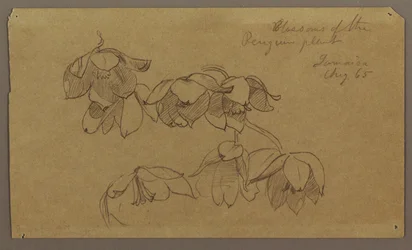 Teckning, Blommor på Penguin Hill, augusti 1865