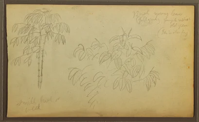 Teckning, Botaniska skisser, 1857