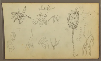 Teckning, Botaniska skisser, 1857