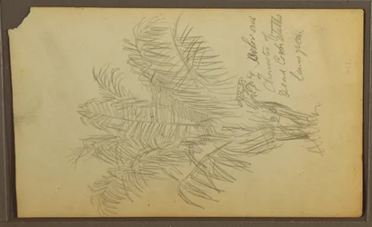Teckning, Botaniska skisser, 1857