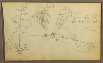 Teckning, Botaniska skisser, 1857
