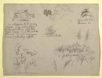 Teckning, Botaniska skisser, Colombia, 1853