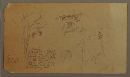 Teckning, Botaniska skisser, juli 1865