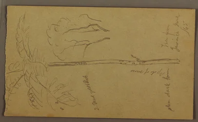 Teckning, Botaniska skisser, juni 1865
