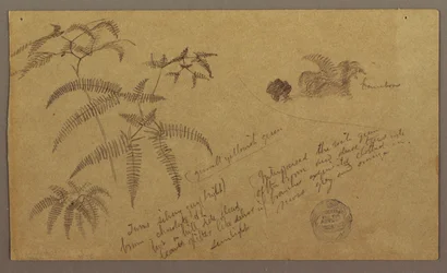 Teckning, Botaniska skisser, maj-augusti 1865