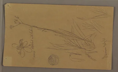 Teckning, Botaniska skisser som visar detaljer av en växt, Jamaica, juli 1865