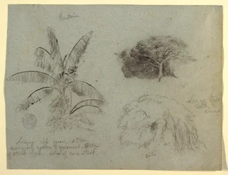 Teckning, Botaniska skisser, Sydamerika, maj 1853 