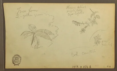 Teckning, Botaniska skisser; Verso: Botaniska skisser, 1857