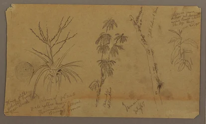 Teckning, Botaniska skisser; Averso: Moln, juli 1865