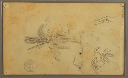 Teckning, Botaniska skisser; Averso: Ödla, palm, 1857
