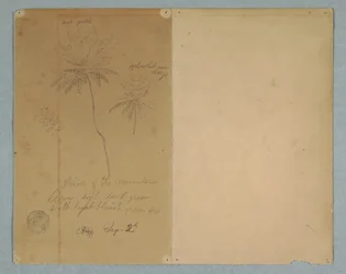 Teckning, Botaniska skisser: en gren, ett träd och en trädtopp, Sydamerika, 2 september 1853