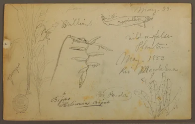 Teckning, Botaniska skisser från Rio Magalena, Colombia, maj 1853