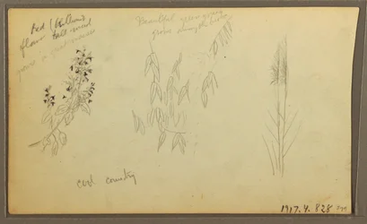 Teckning, Botaniska skisser, hus; botaniska skisser, 1857