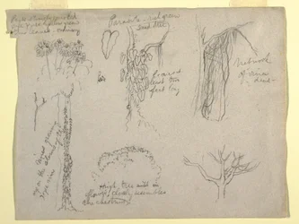 Teckning, Botaniska studier gjorda från Rio Magdalena, Colombia:  Parasit, dött träd, 1853