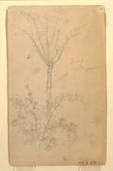 Teckning, Botaniska studier av träd, maj-juni 1857