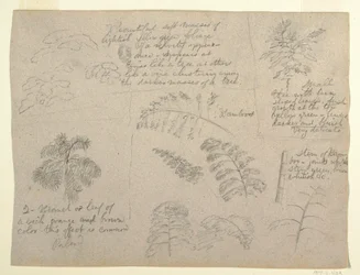 Teckning, Botaniska studier, sett från Rio Magdalena, Colombia, 1853