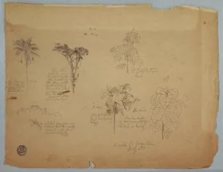 Teckning, Botaniska studier med flygande papegojor, Boquia, Colombia, juli 1853