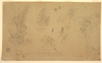 Teckning, Botaniska skisser, "nära Jorje", 23 juli 1857