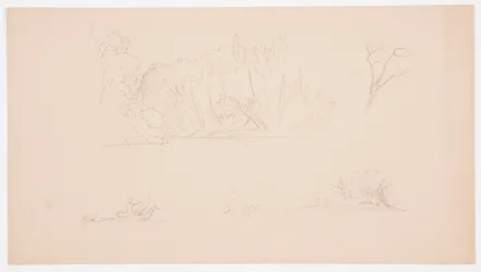Teckning, Botaniska skisser: träd, träd vid strand, september 1876
