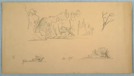 Teckning, Botaniska skisser: träd, träd vid strand, september 1876