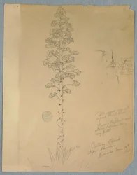 Teckning, sekelskiftesväxt, Agave Americana, Jamaica, 14 juni 1865
