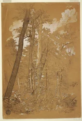 Ritning, kastanjeträd på Goat Island, Niagara River, New York, augusti 1858