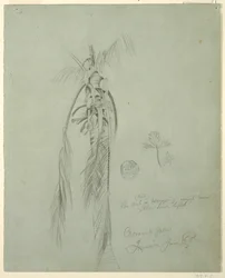 Teckning, Coconut Palm, Jamaica, 14 juni 1865