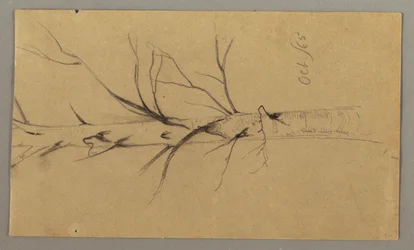 Teckning, Dött träd, oktober 1865