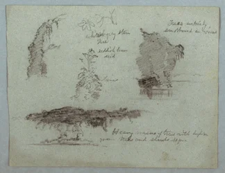 Teckning, Detaljer av blommor, växter och träd längs en flodbank, Rio Magdalena, Colombia, 1853, troligen maj