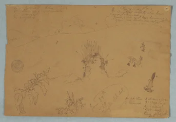 Teckning, Teckning.  Botaniska skisser och molnskisser nära Quito, Ecuador, 24 juni 1857