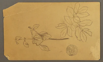 Teckning, Teckning.  Skisser.  Stjälk av en växt.   Grenar med blad, möjligen 1877