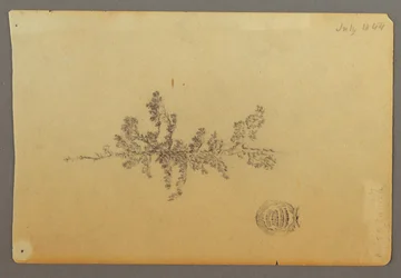 Teckning, Evergreen träd, 1844