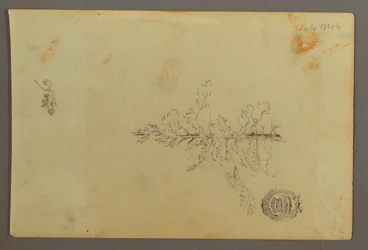 Teckning, Evergreen träd, 1844