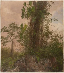 Teckning, fikonträd och vild filodendron, 1865