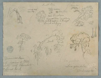 Teckning, Fem botaniska studier med en hängande apa, troligen Colombia, 1853