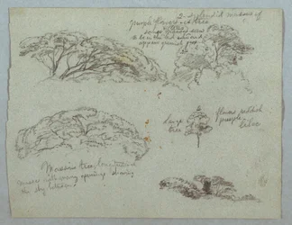 Teckning, Fem studier av trädtoppar, Rio Magdalena, Colombia, 1853, troligen maj