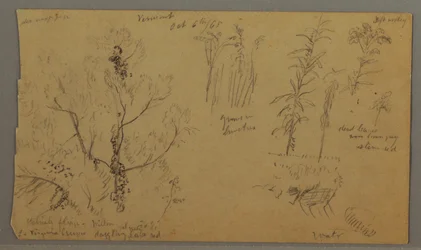 Teckning, Florastudier, 6 oktober 1865