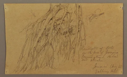 Teckning, Hängande rötter, Galleway Hill, augusti 1865