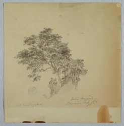 Teckning, indiska tamarindträd, Jamaica, juli 1865
