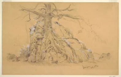 Teckning, Königssee-träd, 16 juli 1868