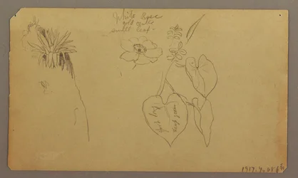 Teckning, Landskap; Verso: Botaniska skisser, 1865