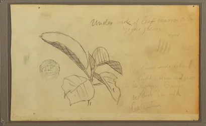 Teckning, Blad, 1857