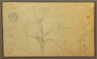 Teckning, Blad, 1857