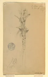 Teckning, Blad och stam av en palm, Aspinwall, Panama, 15 maj 1857