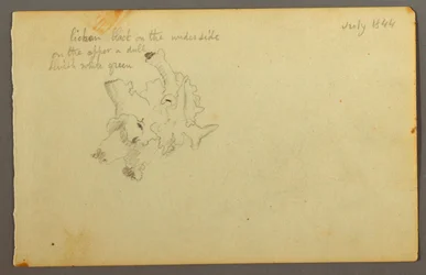 Teckning, Lav, 1844