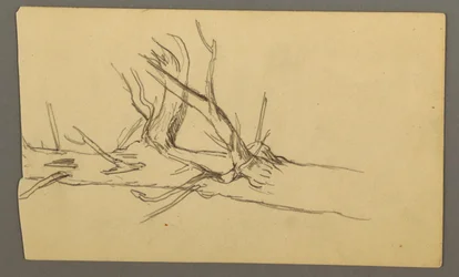 Teckning, Mittsektion av en död trädstam, 1877