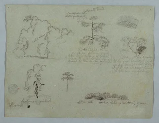 Teckning, Naturstudier med bland annat ett kandelaberträd med en sengångare, Rio Magdalena, Colombia, maj 1853